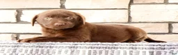 Labrador Retriever dogs for sale: Oscar - Ad 5