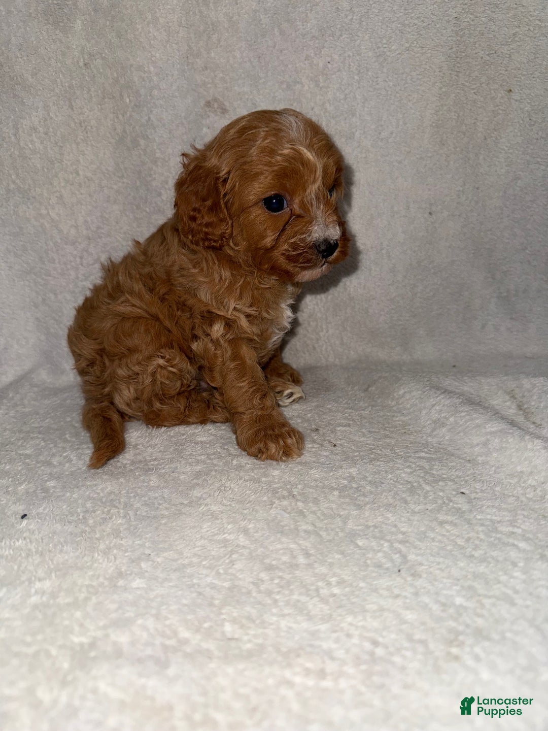 Cavapoo dogs for sale: Cavapoo Puppy 3 - Ad 3