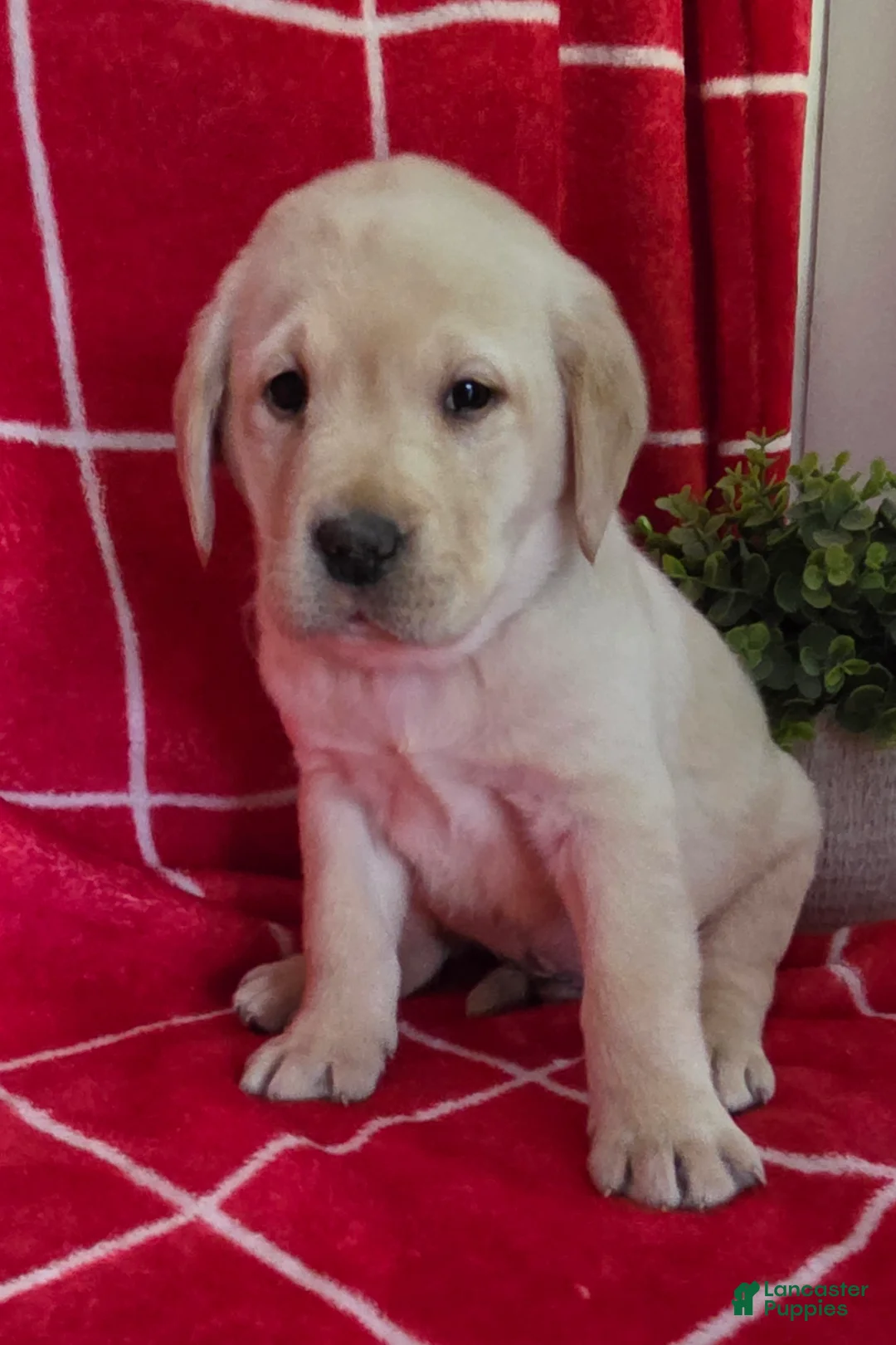 Labrador Retriever dogs for sale: Cooper - Ad 1