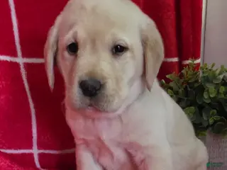 Labrador Retriever dogs Cooper - Ad 12