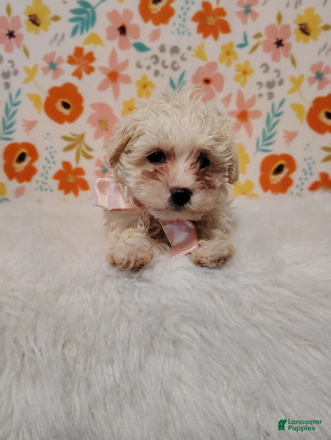 Maltipoo dogs for sale: Dixie - Ad 6
