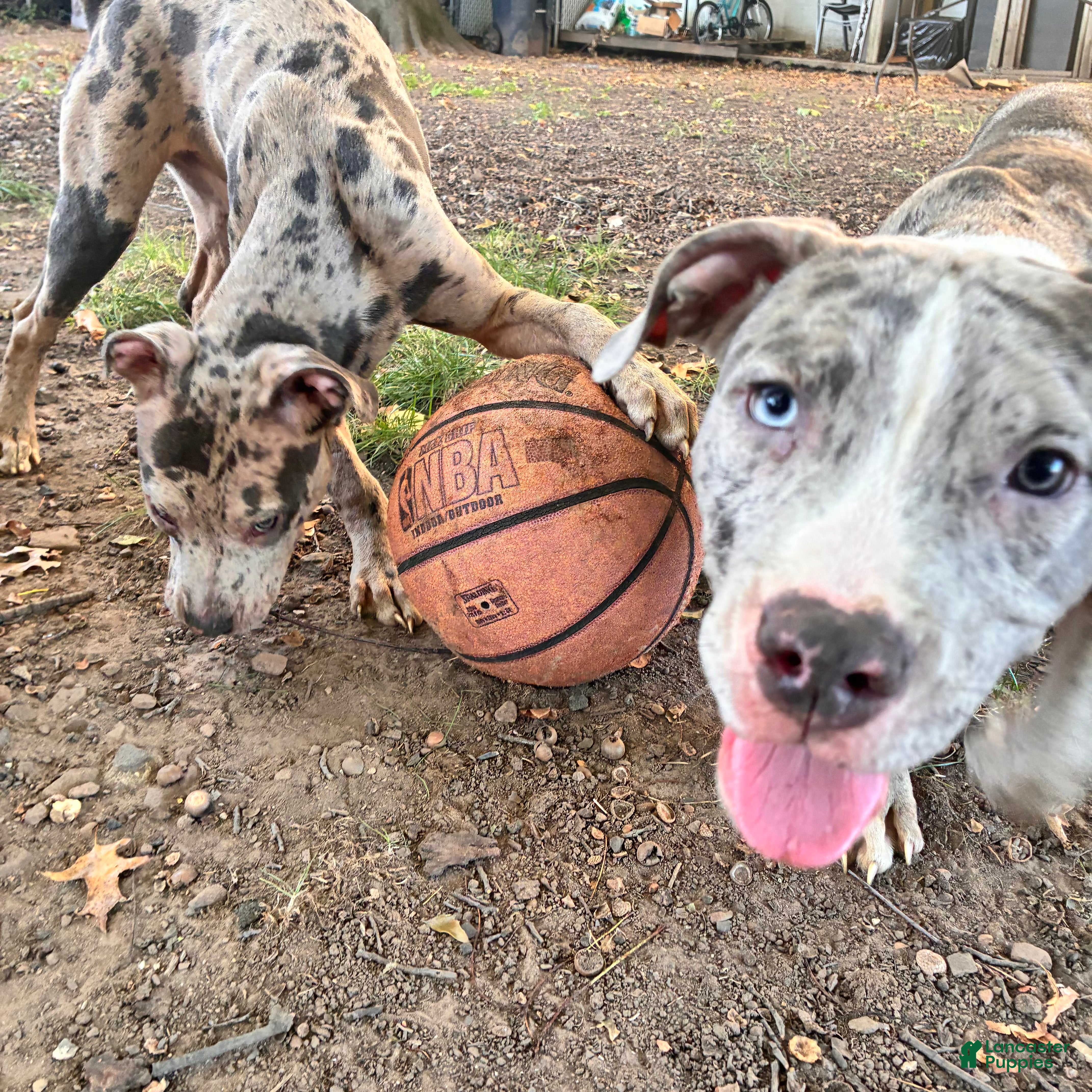 Mixed Breed dogs for sale: Mixed Breed 1 - Ad 6