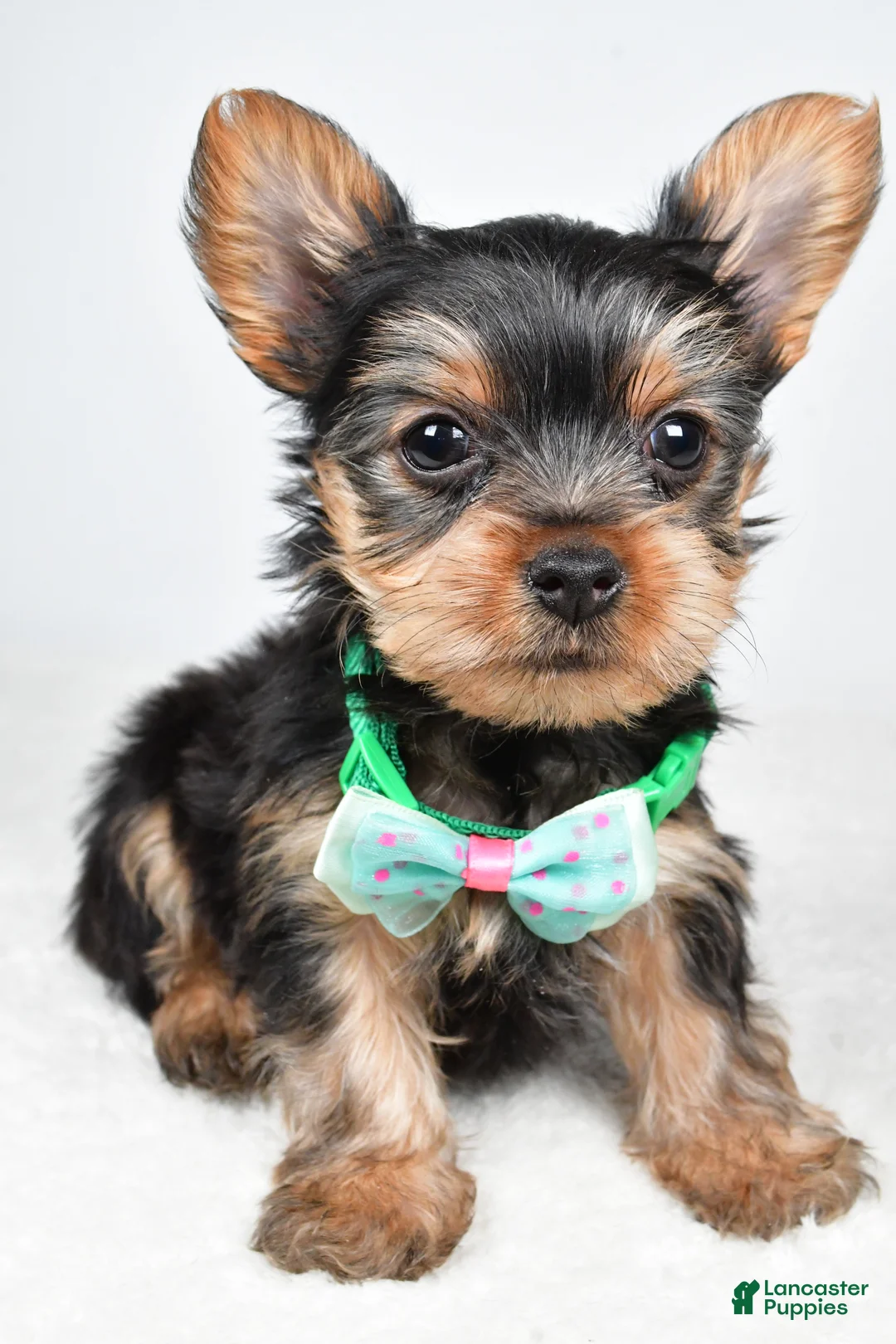 Yorkshire Terrier dogs for sale: Theo - Ad 8
