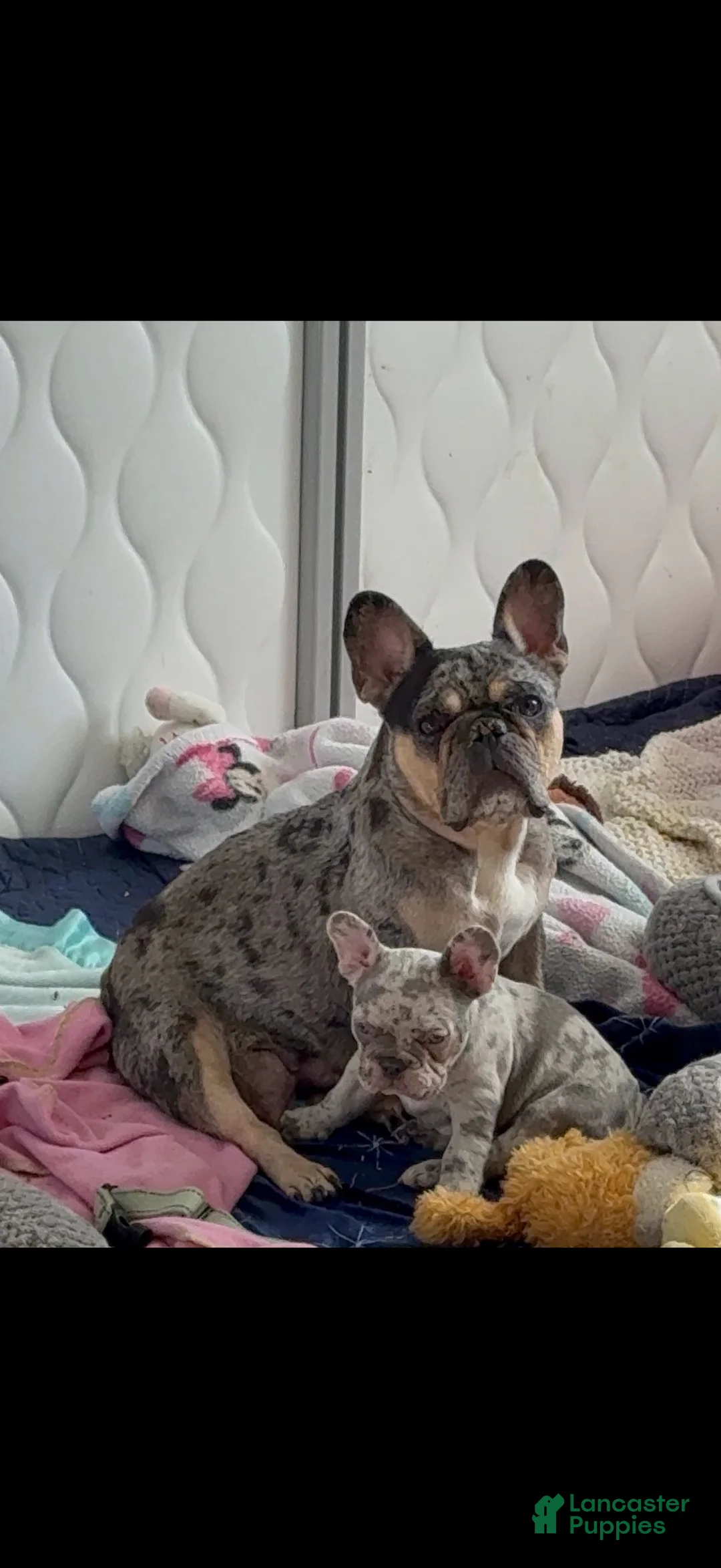 French Bulldog dogs for sale: Princess - Ad 4