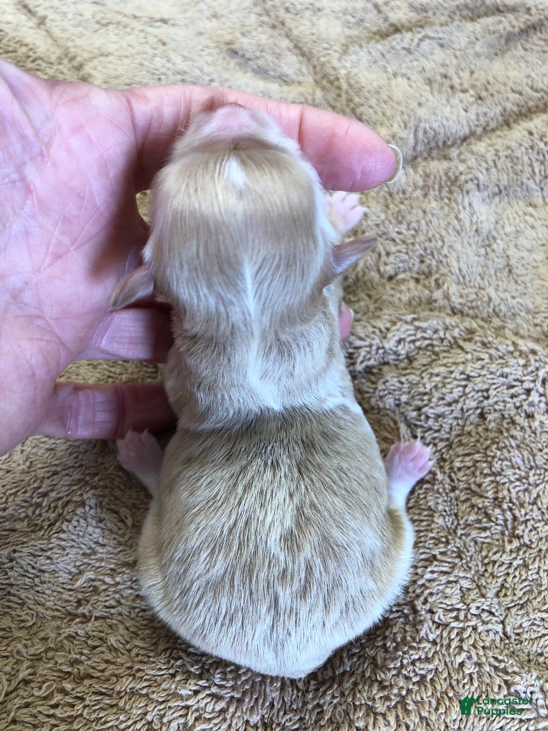 Maltipoo dogs for sale: Keiki - Ad 4