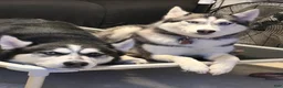 Siberian Husky dogs for sale: Elijah - Ad 3