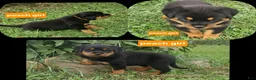 Rottweiler dogs for sale: Rottweiler 2 - Ad 4