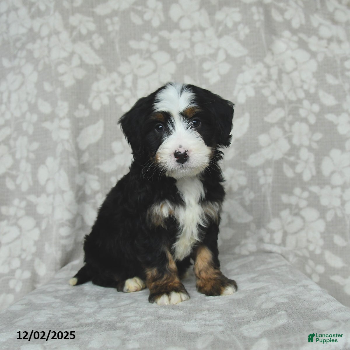 Mini Bernedoodle dogs Toby - Ad 42