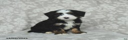Mini Bernedoodle dogs for sale: Toby - Ad 3