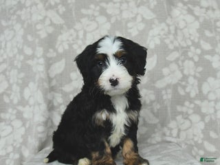 Mini Bernedoodle dogs Toby - Ad 42