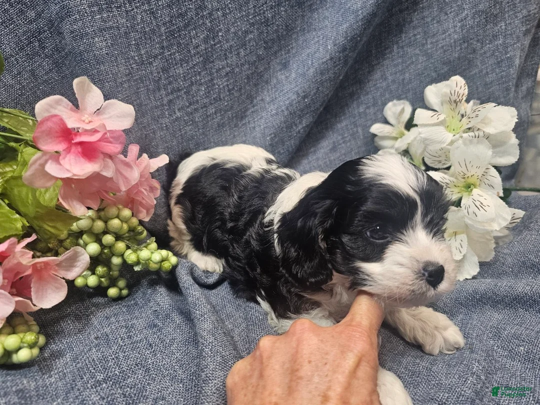 Cavapoo dogs for sale: Knox (Male) - Ad 2
