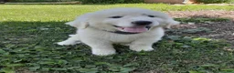 Great Pyrenees dogs for sale: Dixon - Ad 3