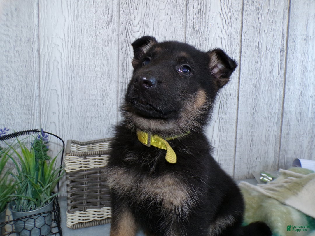 German Shepherd dogs for sale: German Shepherd Puppy 7 Gunner - Ad 1