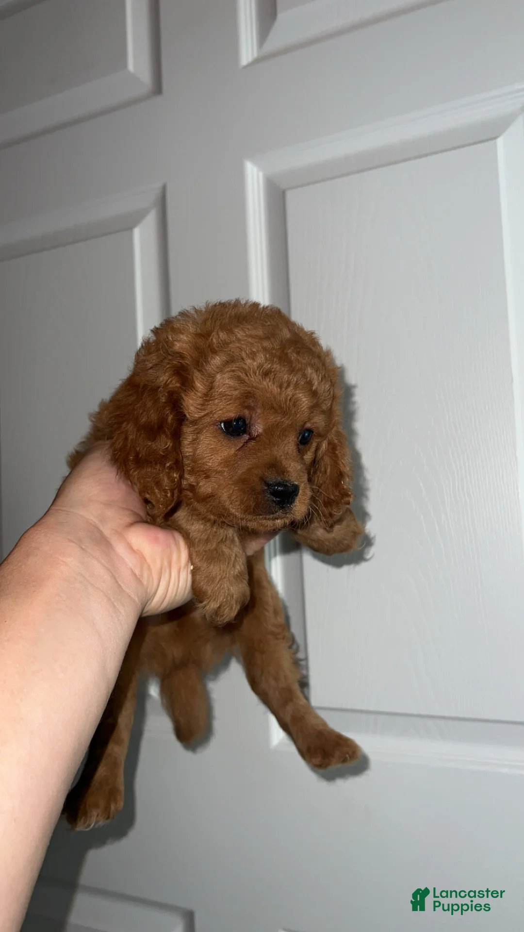 Cavapoo dogs for sale: Medium blonde male - Ad 2