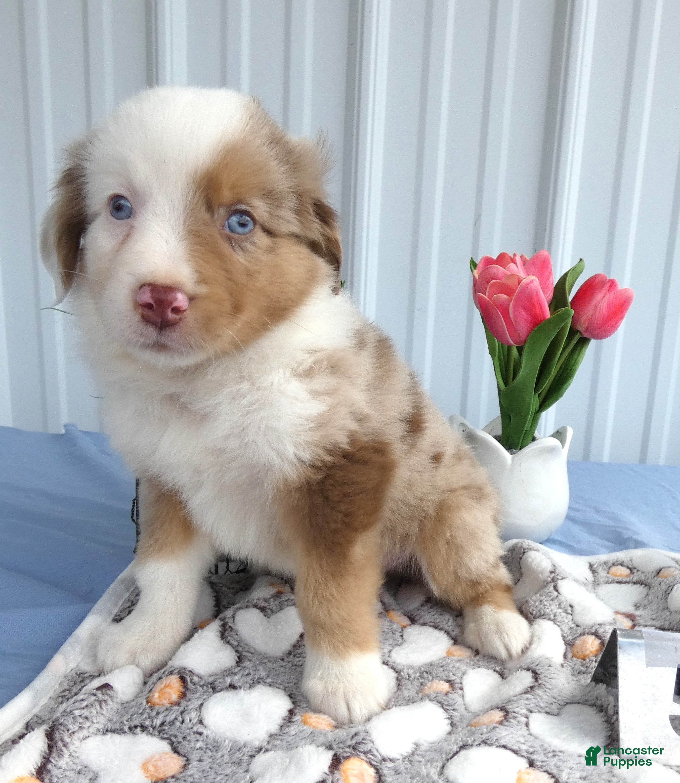 Miniature Australian Shepherd dogs Miniature Australian Shepherd 5 Devin - Ad 26