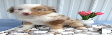 Miniature Australian Shepherd 5 Devin