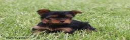 Yorkshire Terrier dogs for sale: Owen - Ad 4