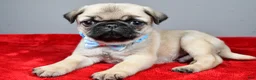 Pug dogs for sale: Flash - Ad 1
