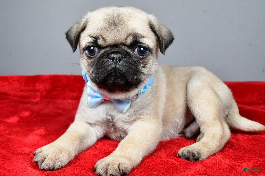 Pug dogs for sale: Flash - Ad 1