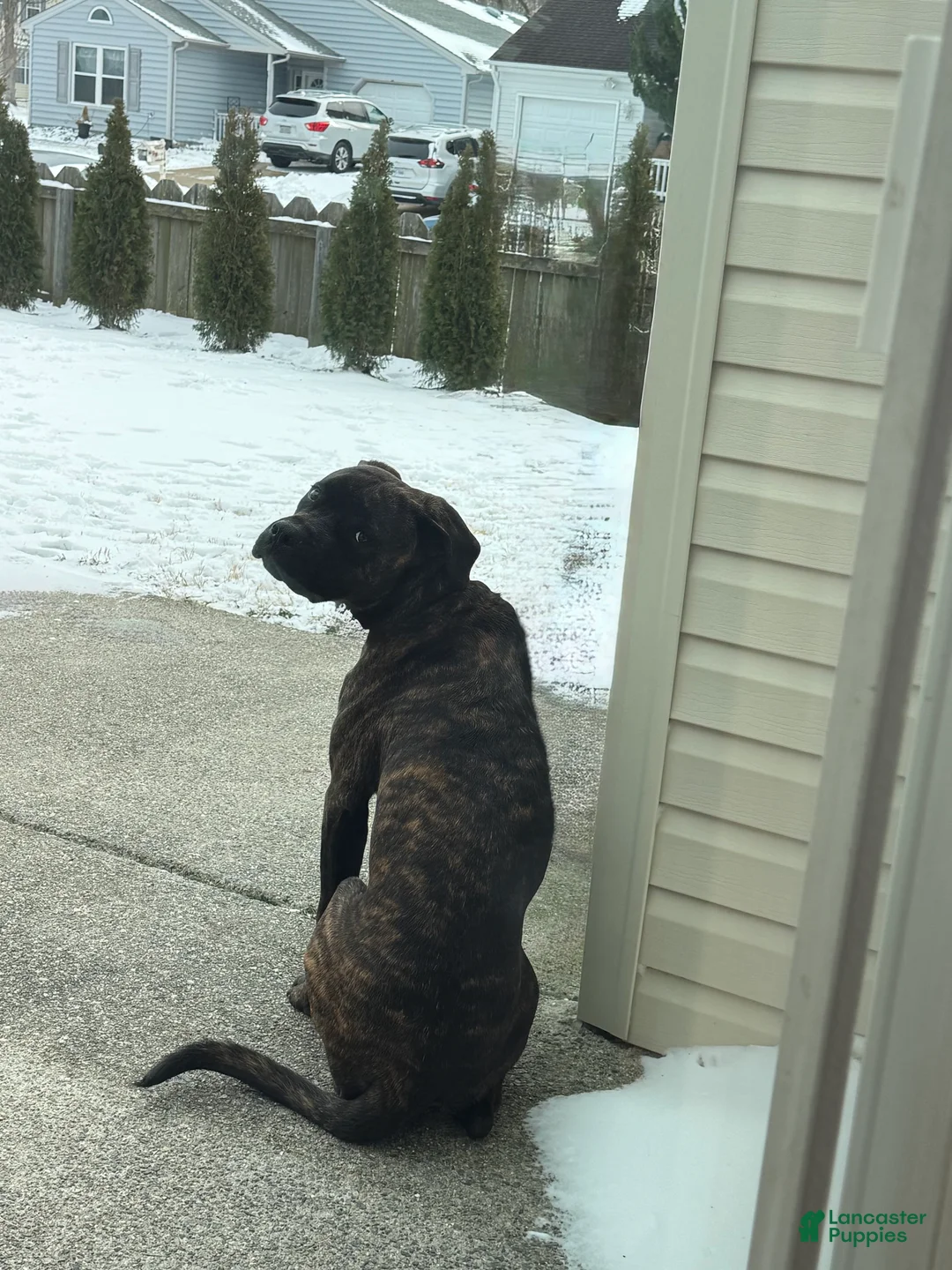 Mixed Breed dogs for sale: Mixed Breed Puppy 1 - Ad 5