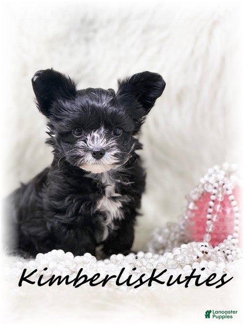 Yorkiepoo dogs Yorkipoo / Wyatt - Ad 1