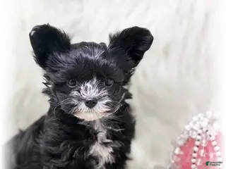 Yorkiepoo dogs for sale: Yorkipoo / Wyatt - Ad 2