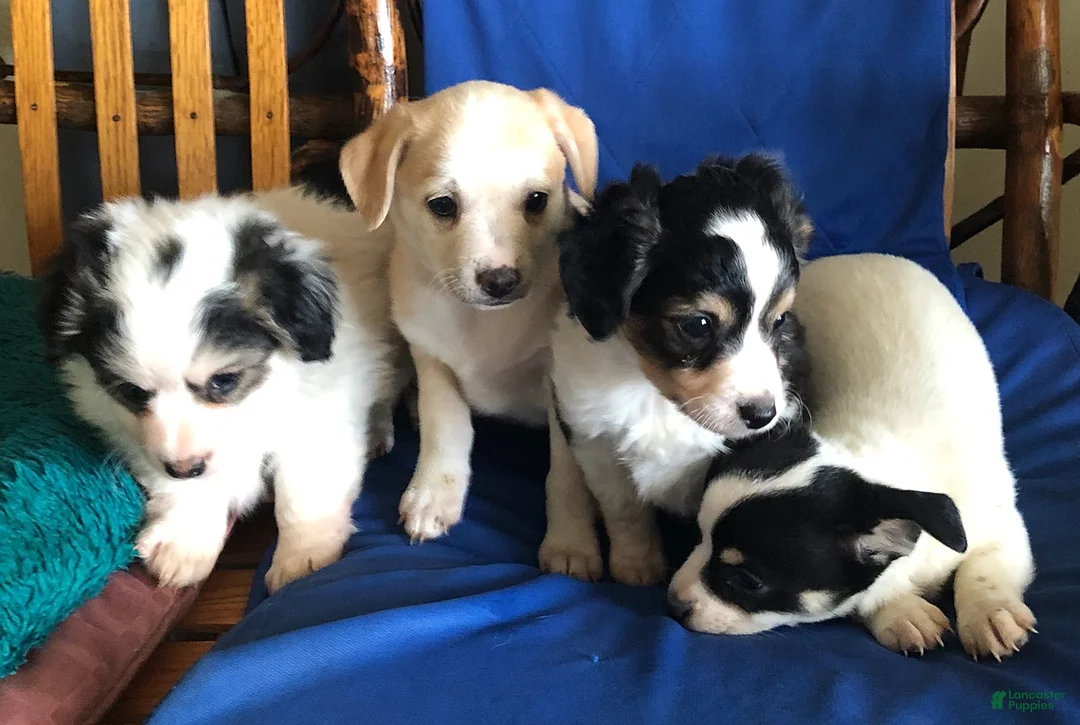 Gallery Image {{count}}