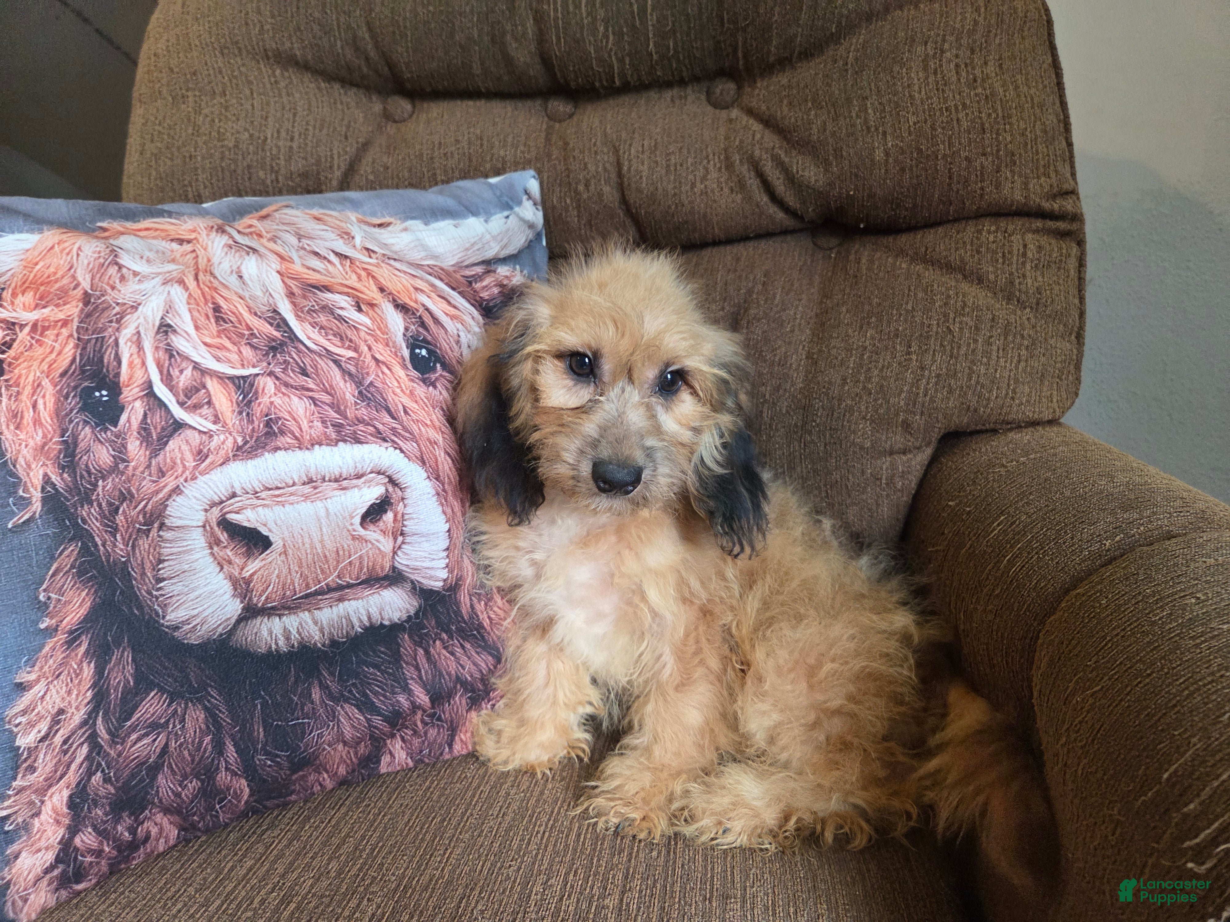 Cockapoo dogs Girl  - Ad 2