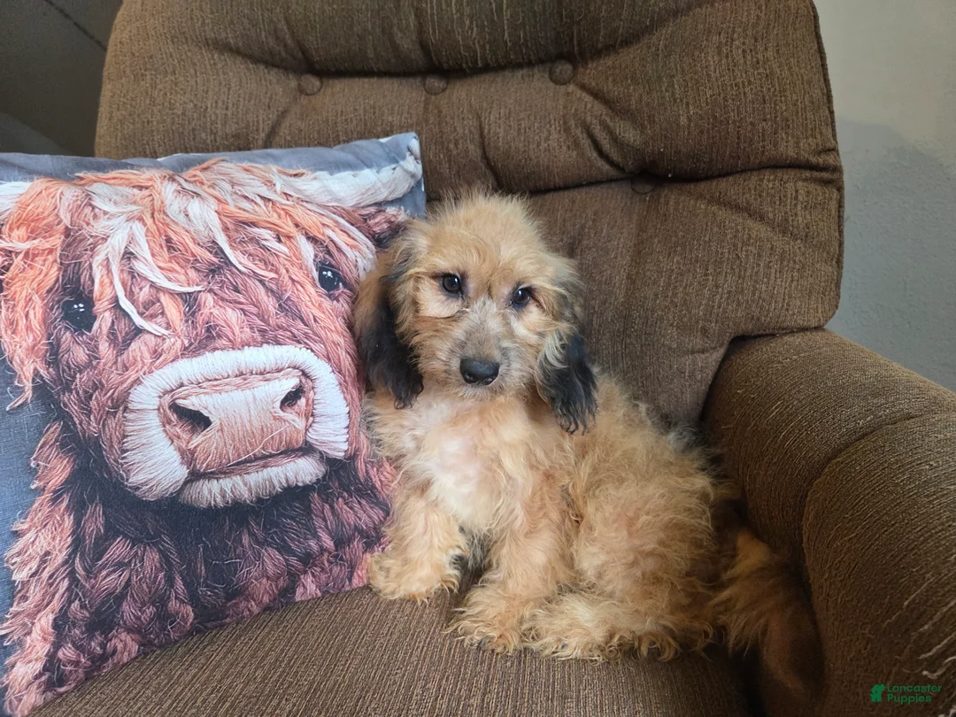 Cockapoo dogs for sale: Girl  - Ad 2