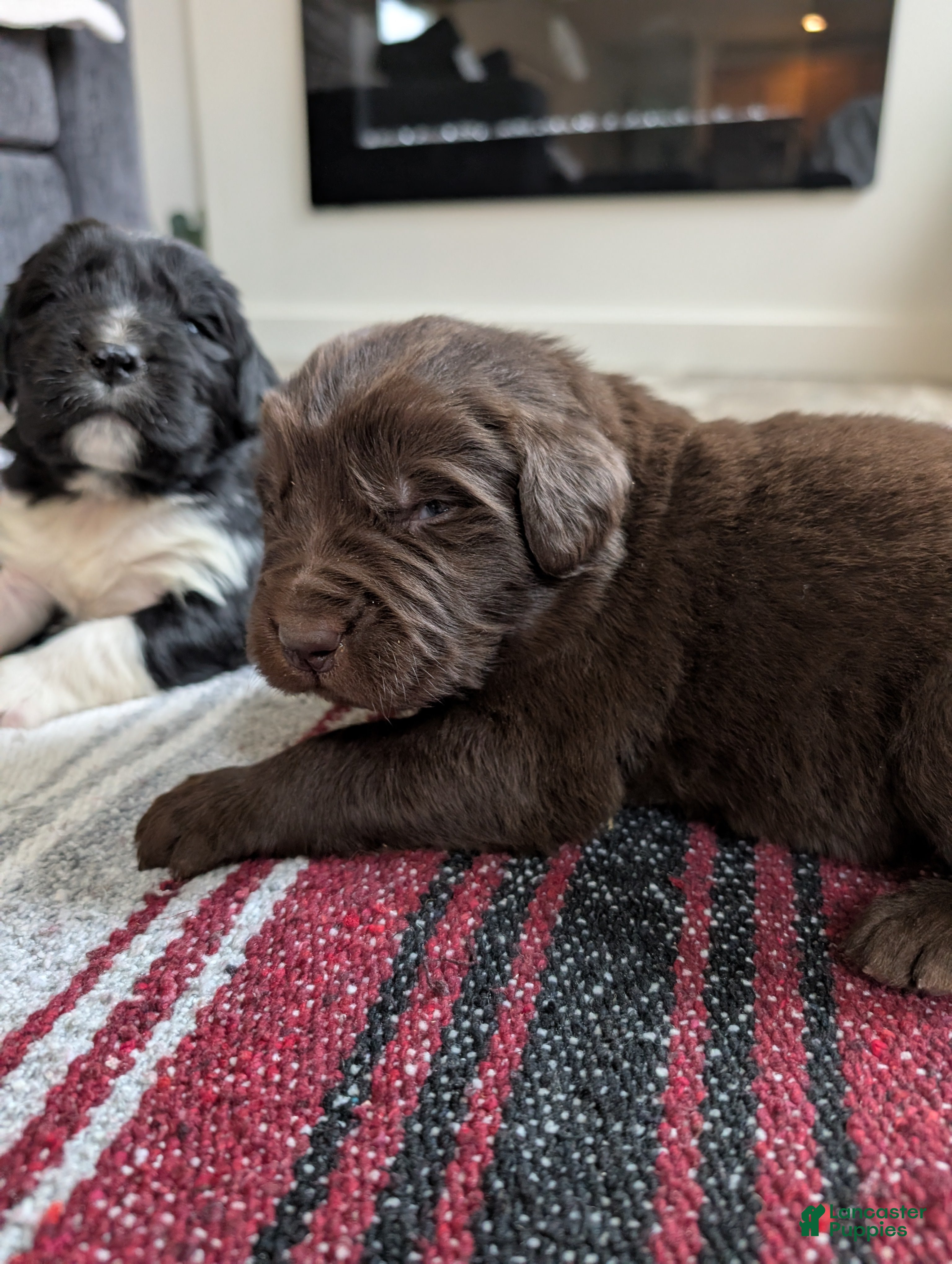 Newfoundland dogs Honor  - Ad 35