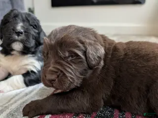 Newfoundland dogs Honor - Ad 35