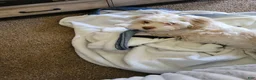 Mixed Breed dogs for sale: Cooka-poo - Ad 9