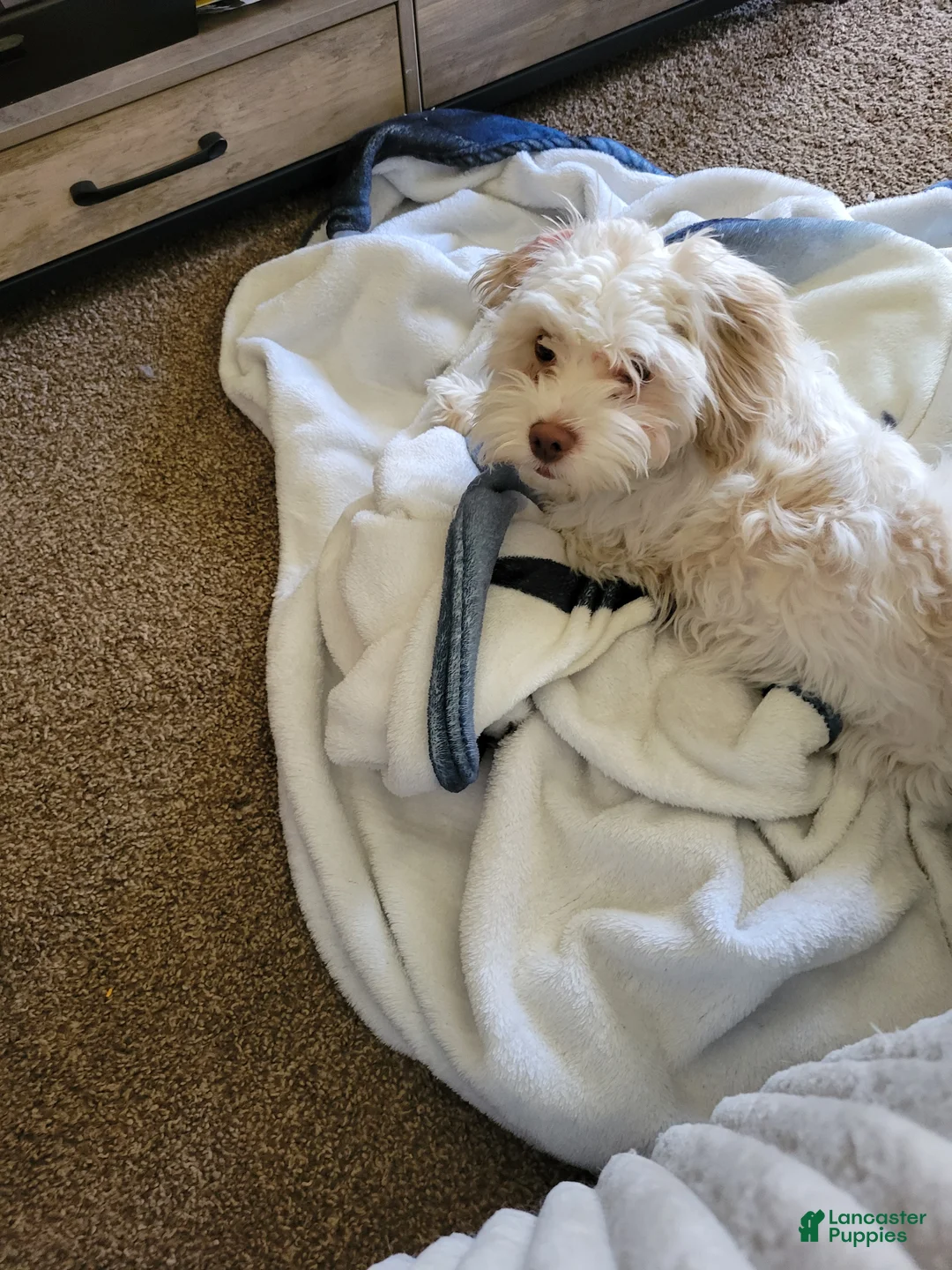 Mixed Breed dogs for sale: Cooka-poo - Ad 9