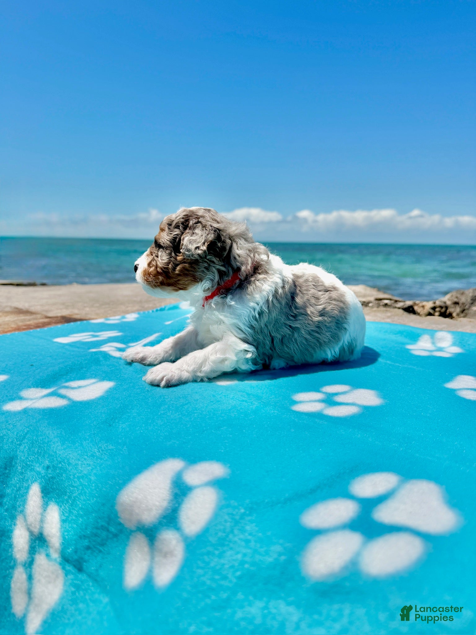 Miniature Poodle dogs Miniature Poodle Red - Ad 2