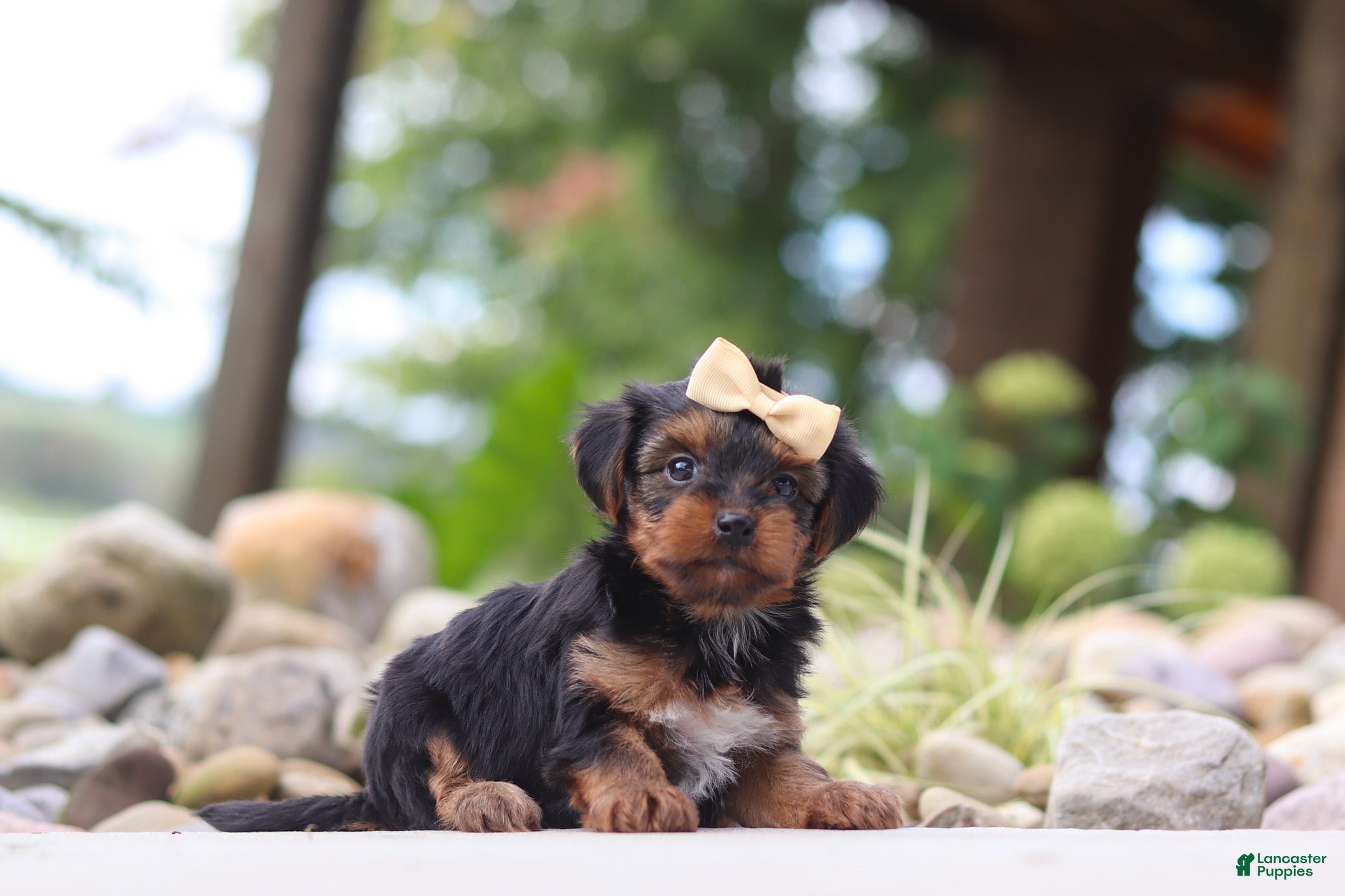 Yorkiepoo dogs Torte - Ad 2