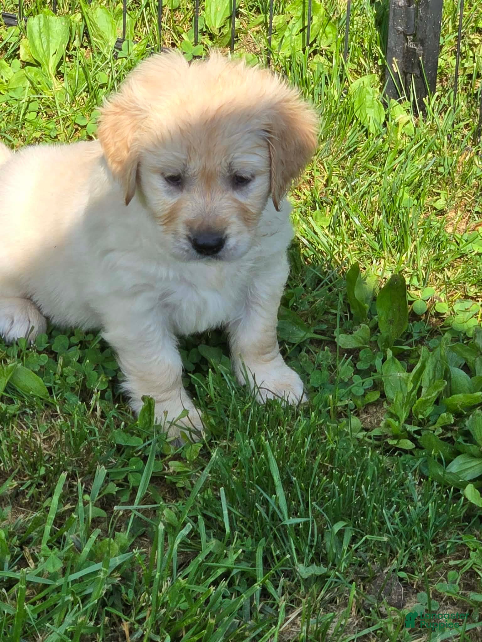 Golden Retriever dogs for sale: Golden Retriever Pink Collar - Ad 2