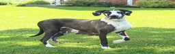 Great Dane dogs for sale: Vicki - Ad 1