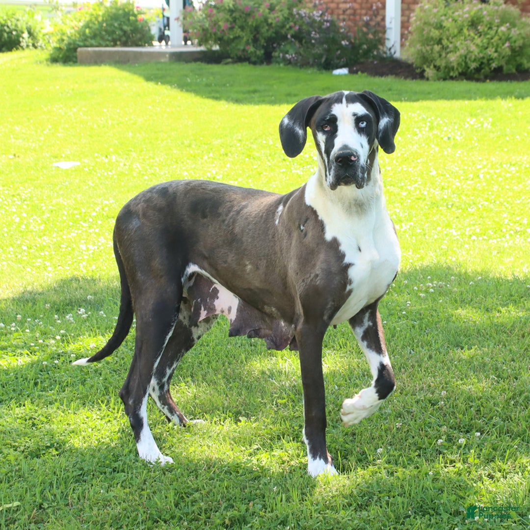 Great Dane dogs for sale: Vicki - Ad 1
