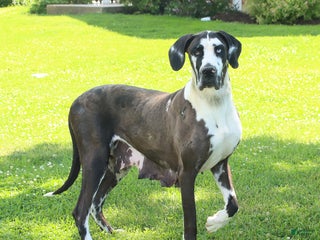 Great Dane dogs Vicki - Ad 5