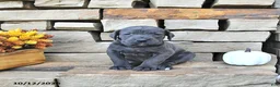 Cane Corso dogs for sale: Vita - Ad 4