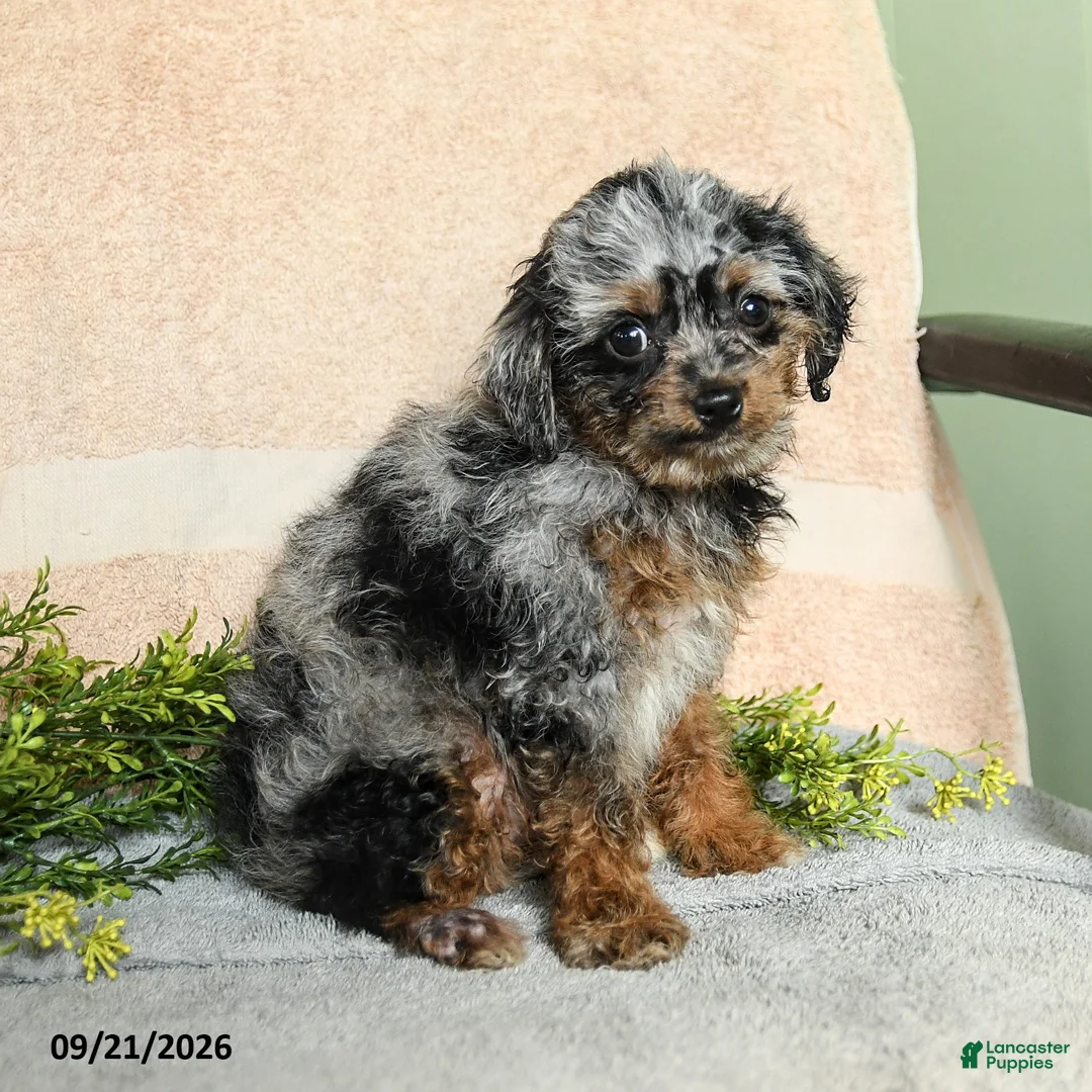 Mixed Breed dogs for sale: Callie - Ad 2