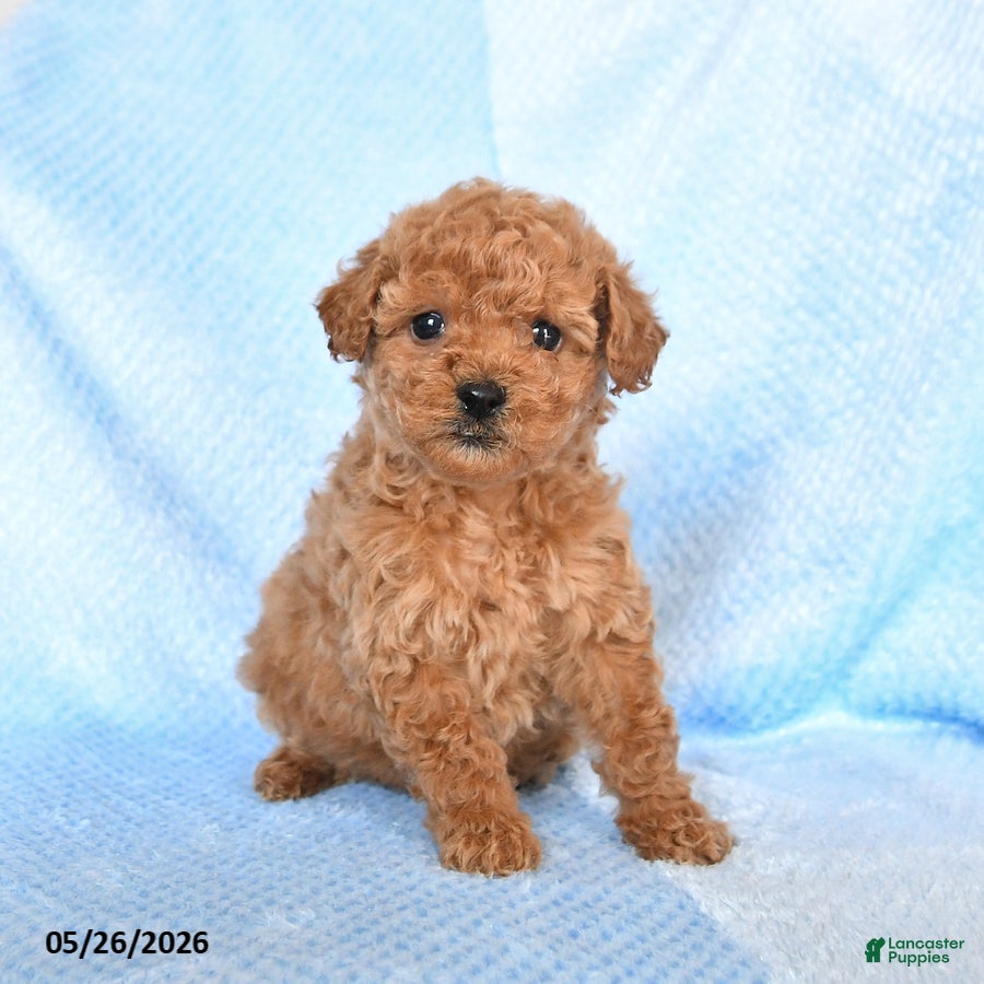 Miniature Poodle dogs Misty - Ad 2