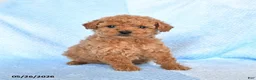 Miniature Poodle dogs for sale: Misty - Ad 2