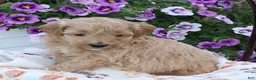 Mini Goldendoodle dogs for sale: Felix - Ad 3