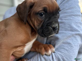 Boxer dogs Mia - Ad 38
