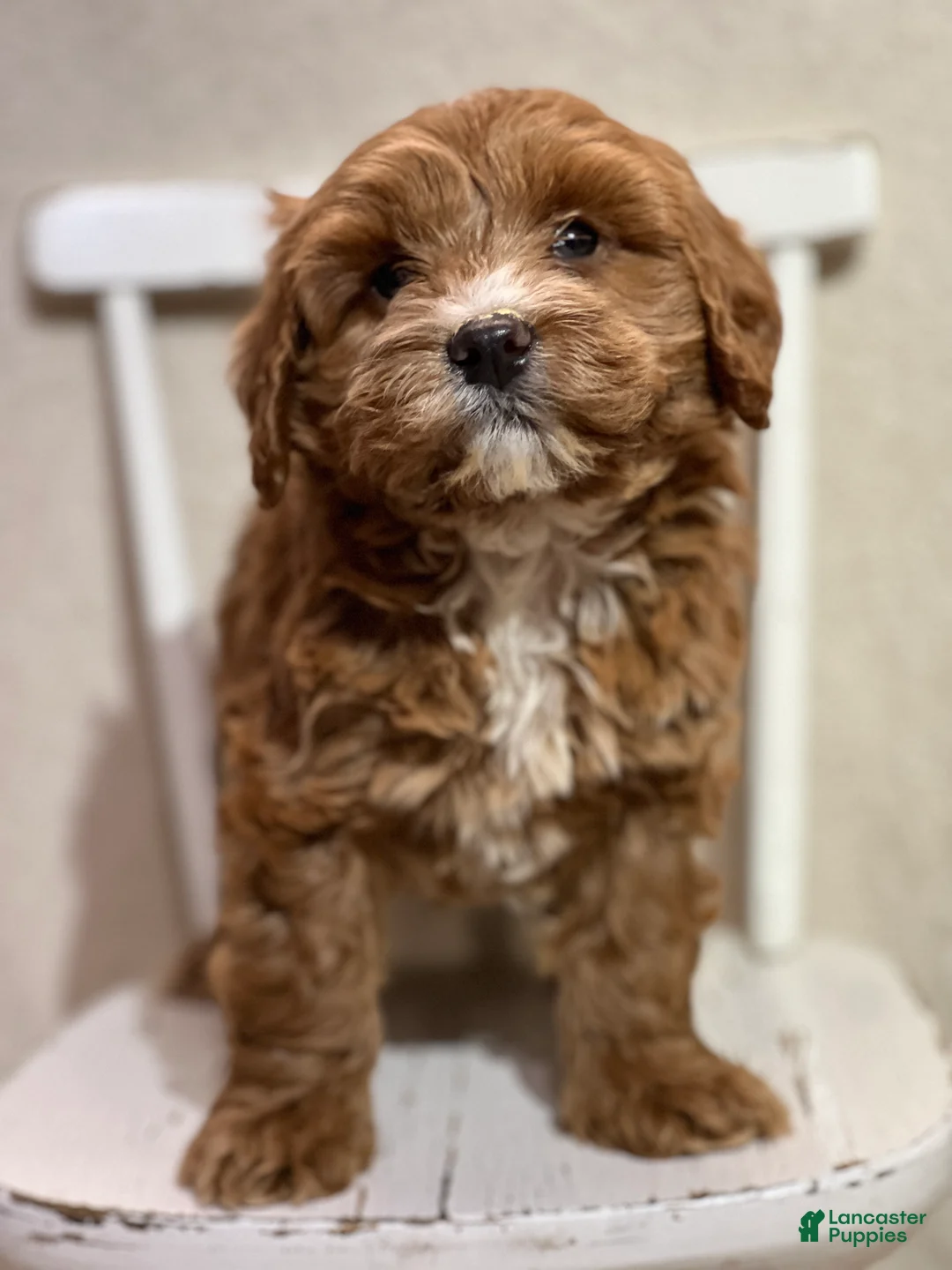 Cavapoo dogs for sale: Tristan - Ad 1