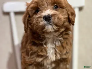 Cavapoo dogs Tristan - Ad 42