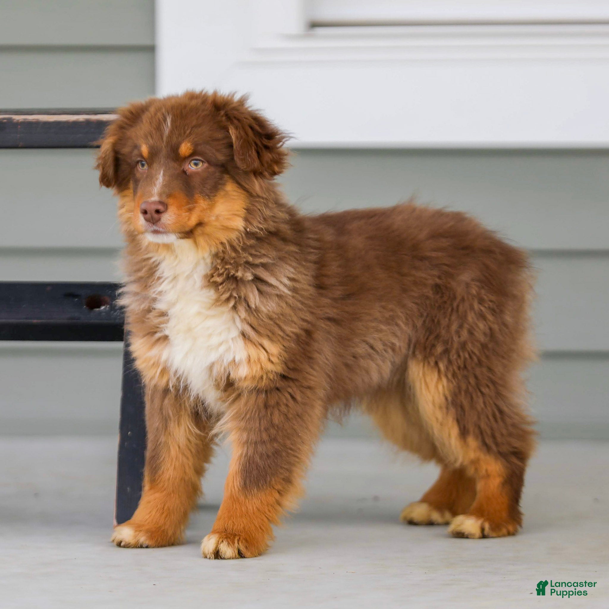 Australian Shepherd dogs Ozzy - Ad 2