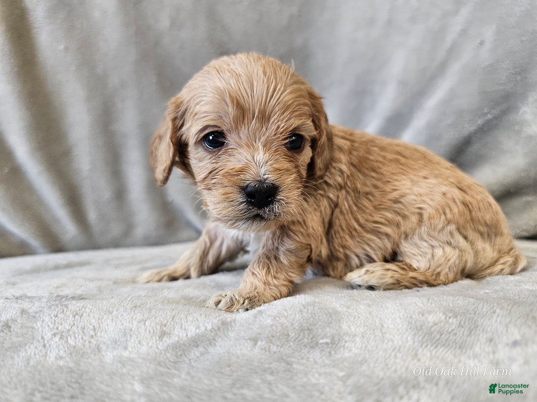 Cavapoo dogs for sale: Anellini - Ad 5