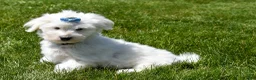 Maltese dogs for sale:  Justin  - Ad 3